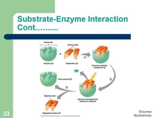 Introduction to enzymes (Biochemistry)