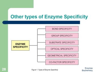 Introduction to enzymes (Biochemistry)