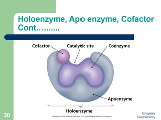 Introduction to enzymes (Biochemistry)