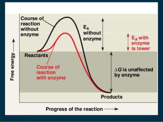 Introduction to enzymes (Biochemistry)