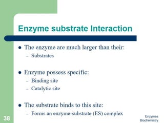 Introduction to enzymes (Biochemistry)
