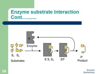 Introduction to enzymes (Biochemistry)