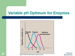 Introduction to enzymes (Biochemistry)