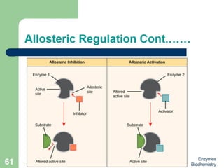 Introduction to enzymes (Biochemistry)
