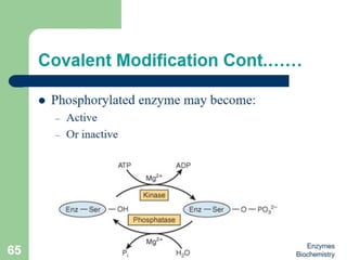 Introduction to enzymes (Biochemistry)