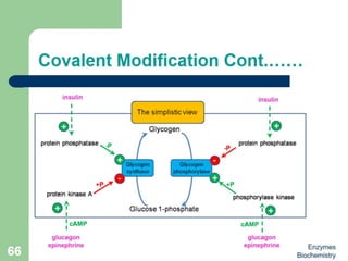 Introduction to enzymes (Biochemistry)