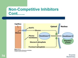 Introduction to enzymes (Biochemistry)