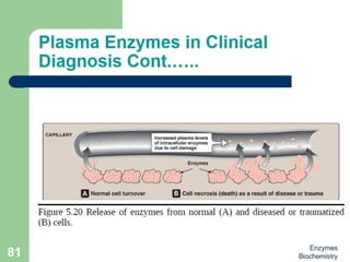 Introduction to enzymes (Biochemistry)