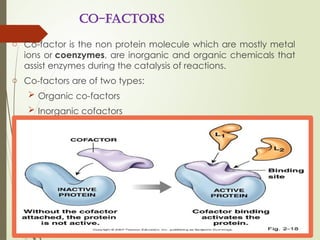 Introduction to enzymes and their classes | PPTX