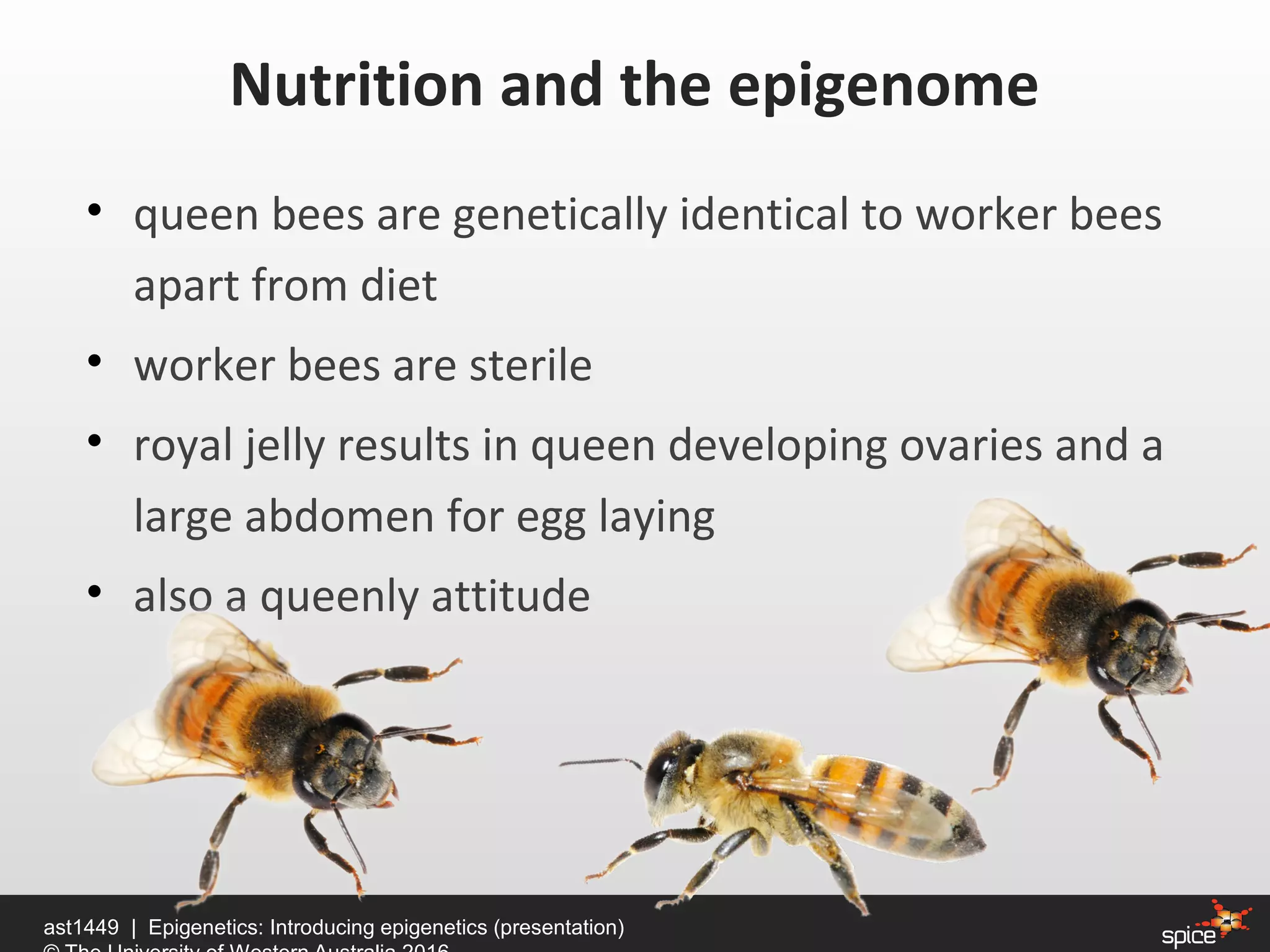 • queen bees are genetically identical to worker bees
apart from diet
• worker bees are sterile
• royal jelly results in queen developing ovaries and a
large abdomen for egg laying
• also a queenly attitude
Nutrition and the epigenome
ast1449 | Epigenetics: Introducing epigenetics (presentation)
 