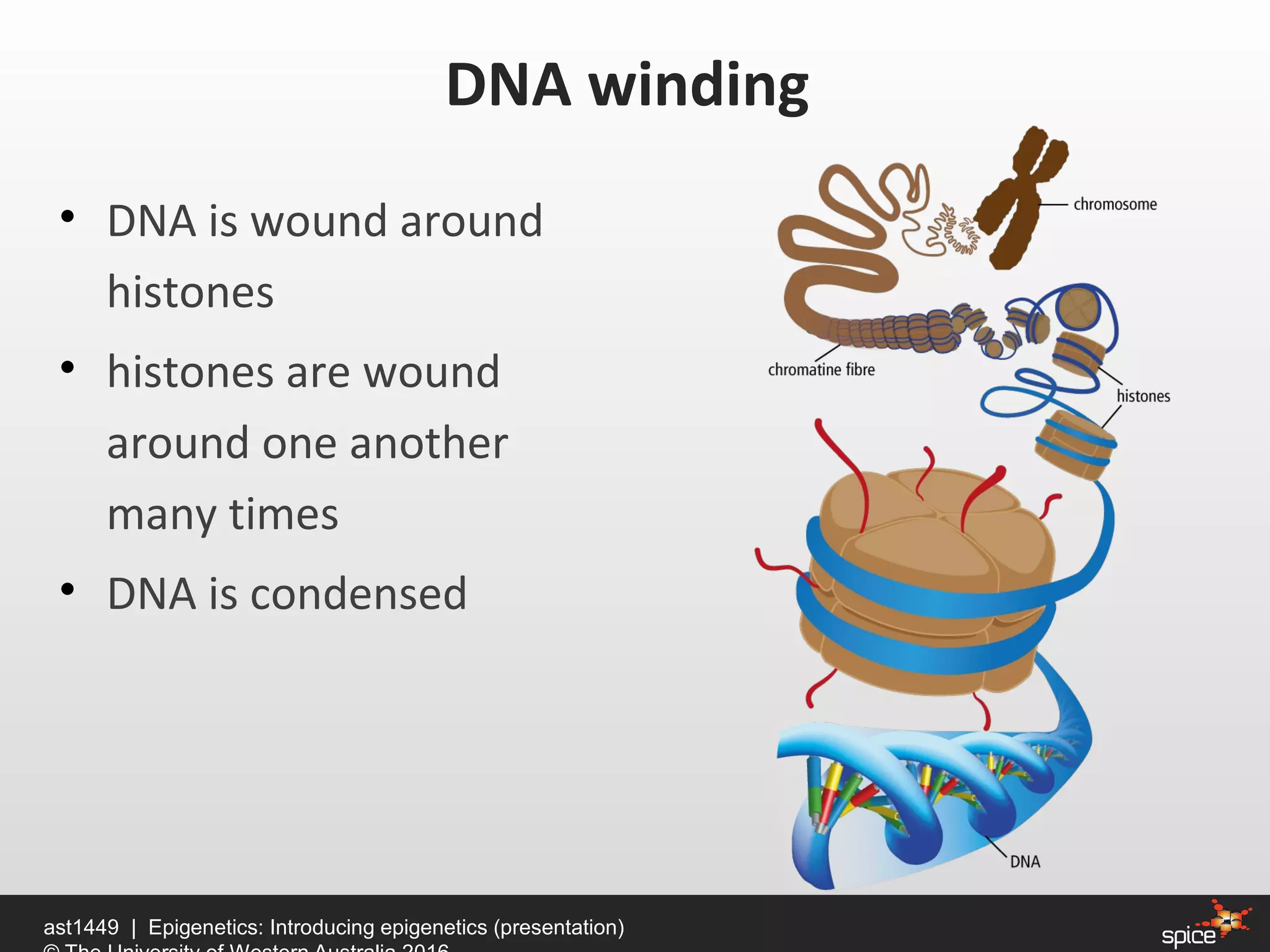 • DNA is wound around
histones
• histones are wound
around one another
many times
• DNA is condensed
DNA winding
ast1449 | Epigenetics: Introducing epigenetics (presentation)
 