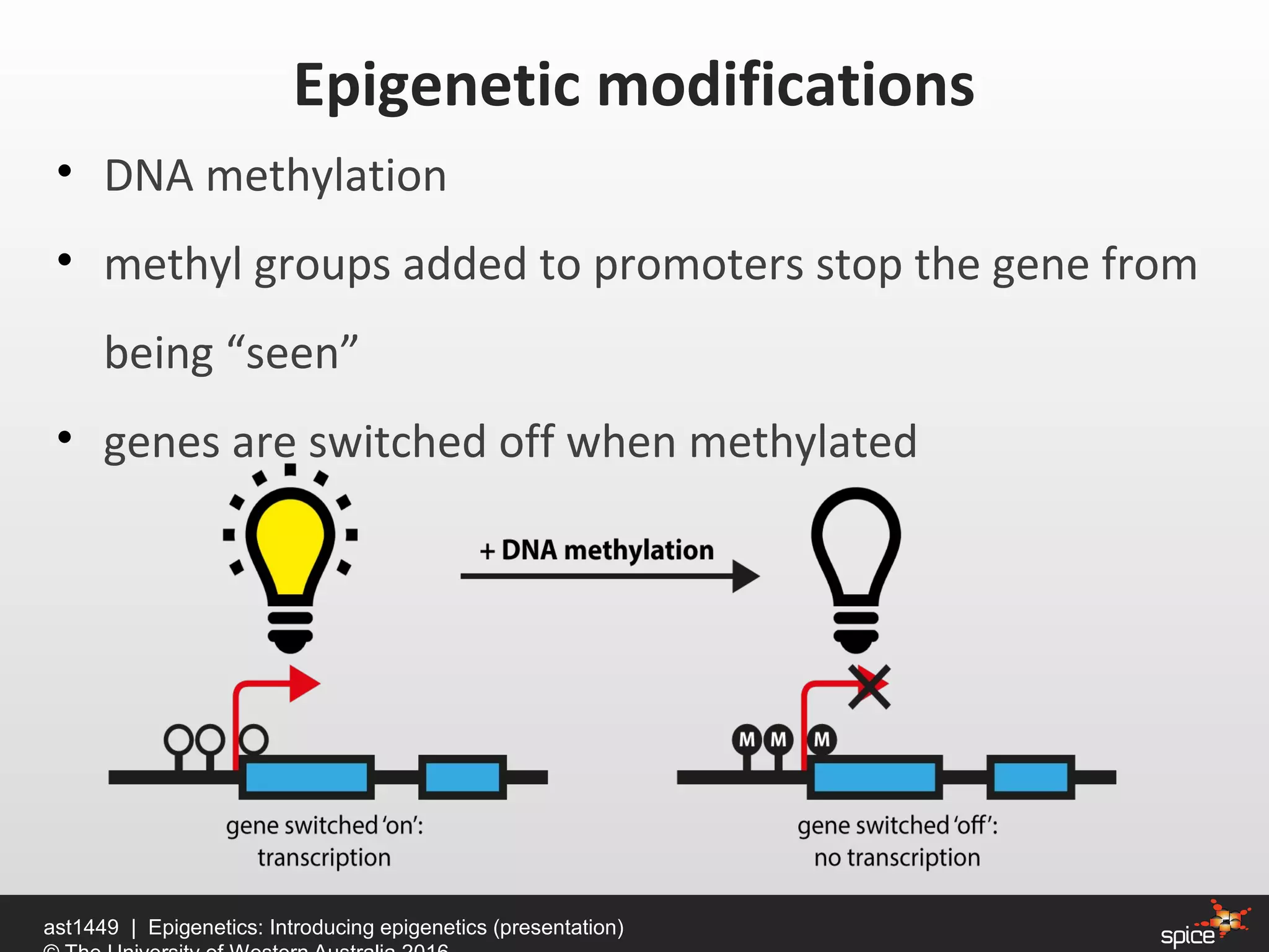 • DNA methylation
• methyl groups added to promoters stop the gene from
being “seen”
• genes are switched off when methylated
ast1449 | Epigenetics: Introducing epigenetics (presentation)
Epigenetic modifications
 
