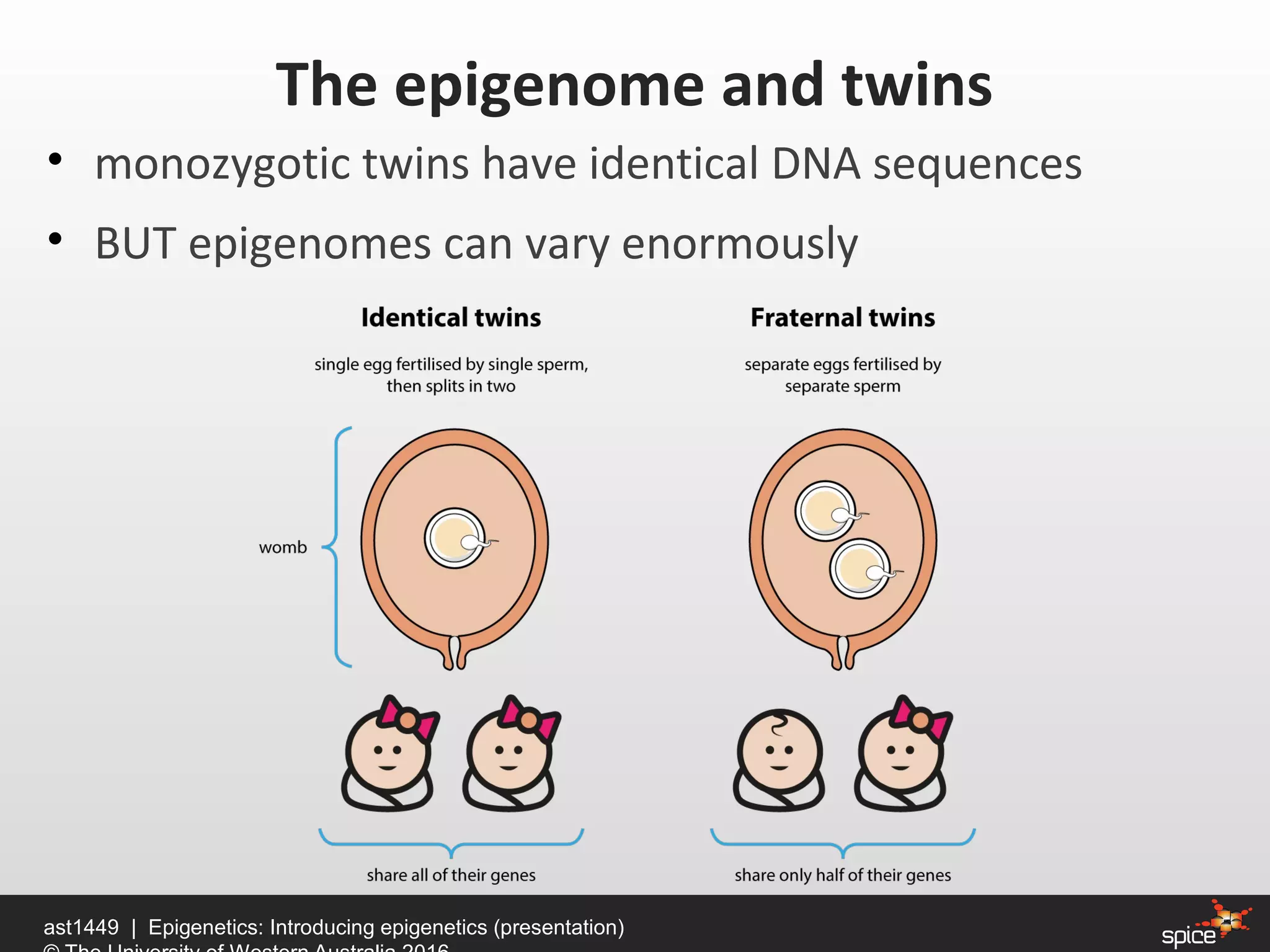• monozygotic twins have identical DNA sequences
• BUT epigenomes can vary enormously
ast1449 | Epigenetics: Introducing epigenetics (presentation)
The epigenome and twins
 