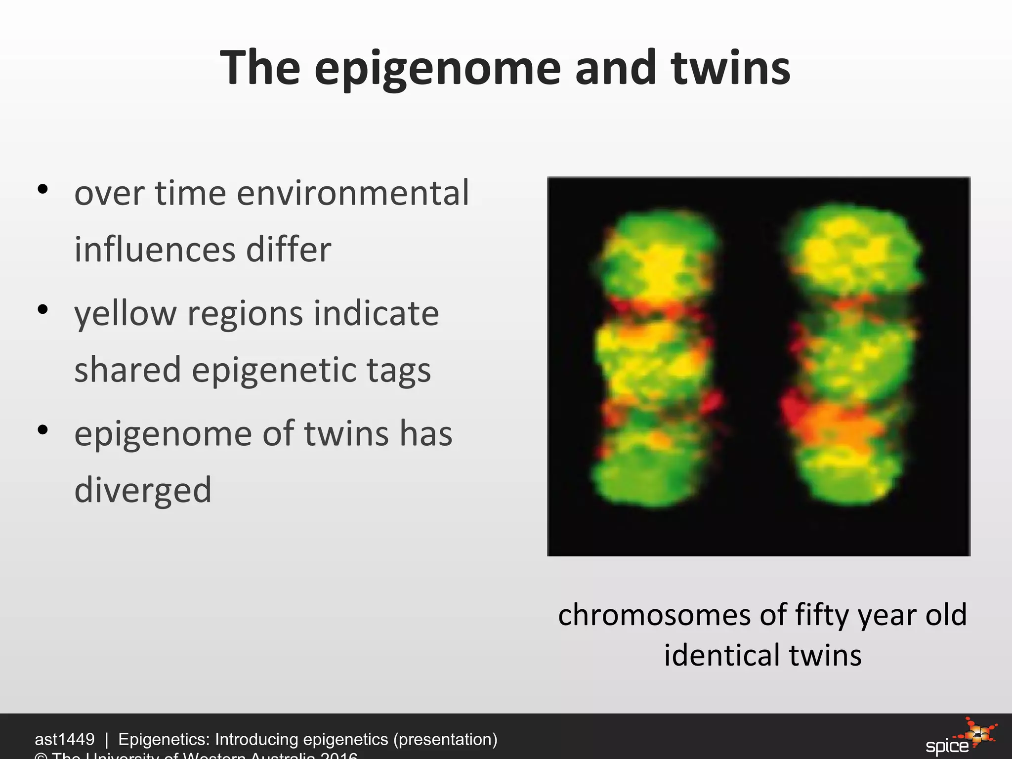 • over time environmental
influences differ
• yellow regions indicate
shared epigenetic tags
• epigenome of twins has
diverged
The epigenome and twins
ast1449 | Epigenetics: Introducing epigenetics (presentation)
chromosomes of fifty year old
identical twins
 