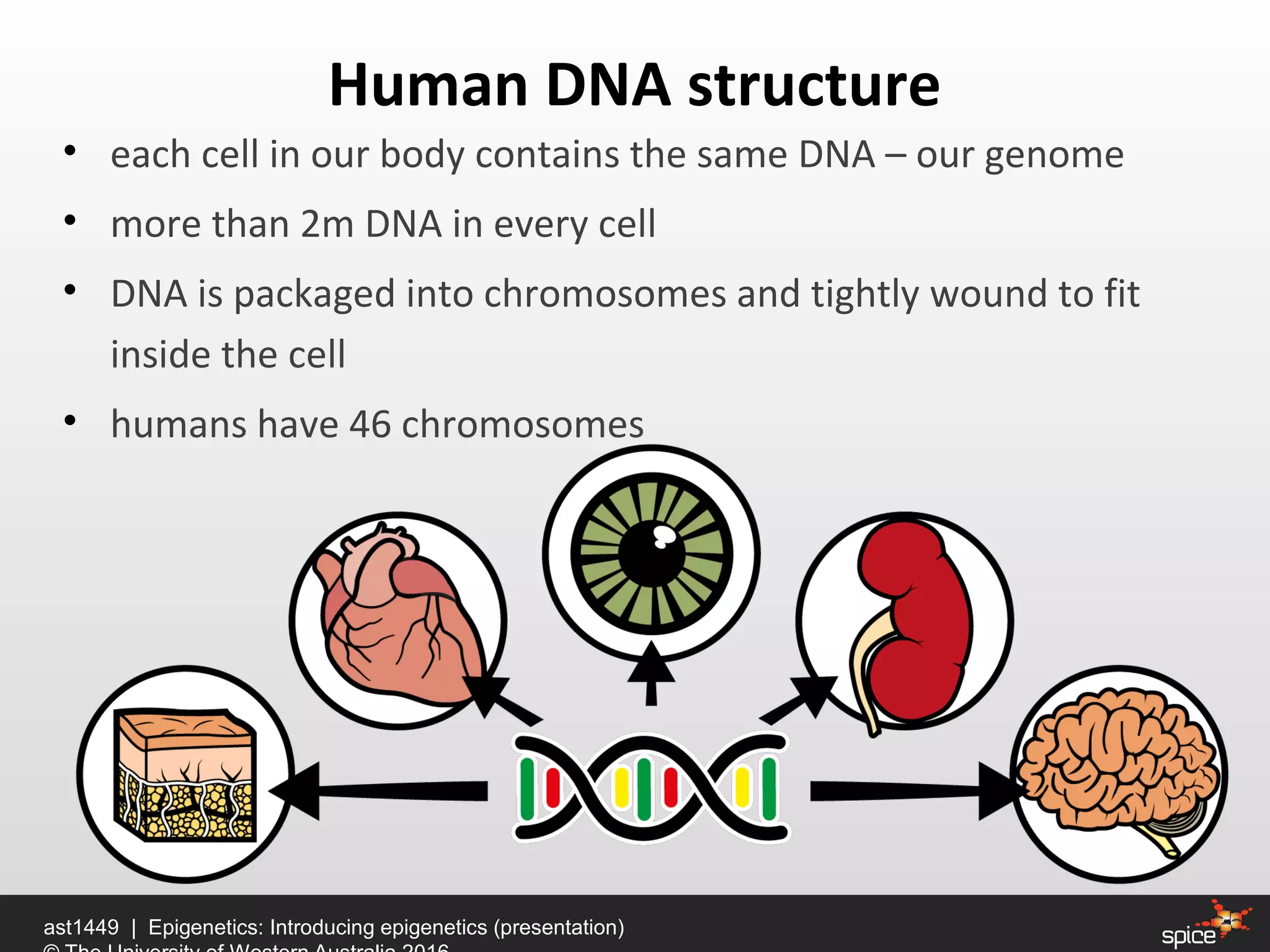 • each cell in our body contains the same DNA – our genome
• more than 2m DNA in every cell
• DNA is packaged into chromosomes and tightly wound to fit
inside the cell
• humans have 46 chromosomes
Human DNA structure
ast1449 | Epigenetics: Introducing epigenetics (presentation)
 