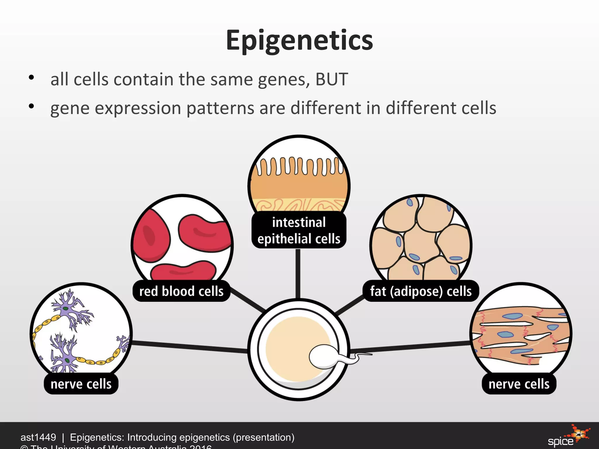 • all cells contain the same genes, BUT
• gene expression patterns are different in different cells
Epigenetics
ast1449 | Epigenetics: Introducing epigenetics (presentation)
 
