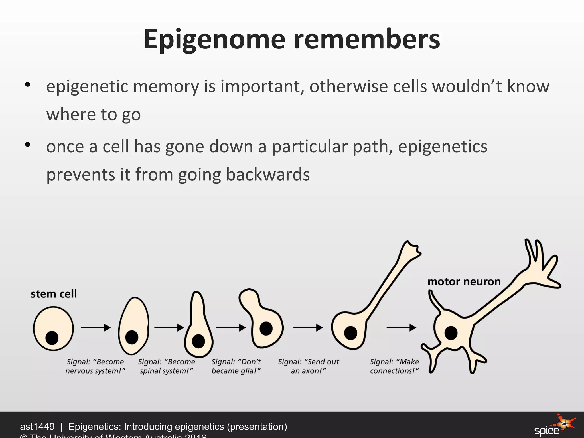 • epigenetic memory is important, otherwise cells wouldn’t know
where to go
• once a cell has gone down a particular path, epigenetics
prevents it from going backwards
ast1449 | Epigenetics: Introducing epigenetics (presentation)
Epigenome remembers
 