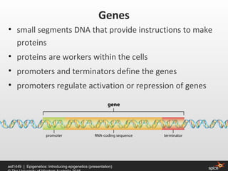 • small segments DNA that provide instructions to make
proteins
• proteins are workers within the cells
• promoters and terminators define the genes
• promoters regulate activation or repression of genes
ast1449 | Epigenetics: Introducing epigenetics (presentation)
Genes
 