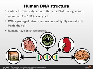 • each cell in our body contains the same DNA – our genome
• more than 2m DNA in every cell
• DNA is packaged into chromosomes and tightly wound to fit
inside the cell
• humans have 46 chromosomes
Human DNA structure
ast1449 | Epigenetics: Introducing epigenetics (presentation)
 