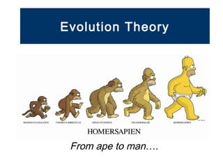 Evolution Theory 
From ape to man…. 
 