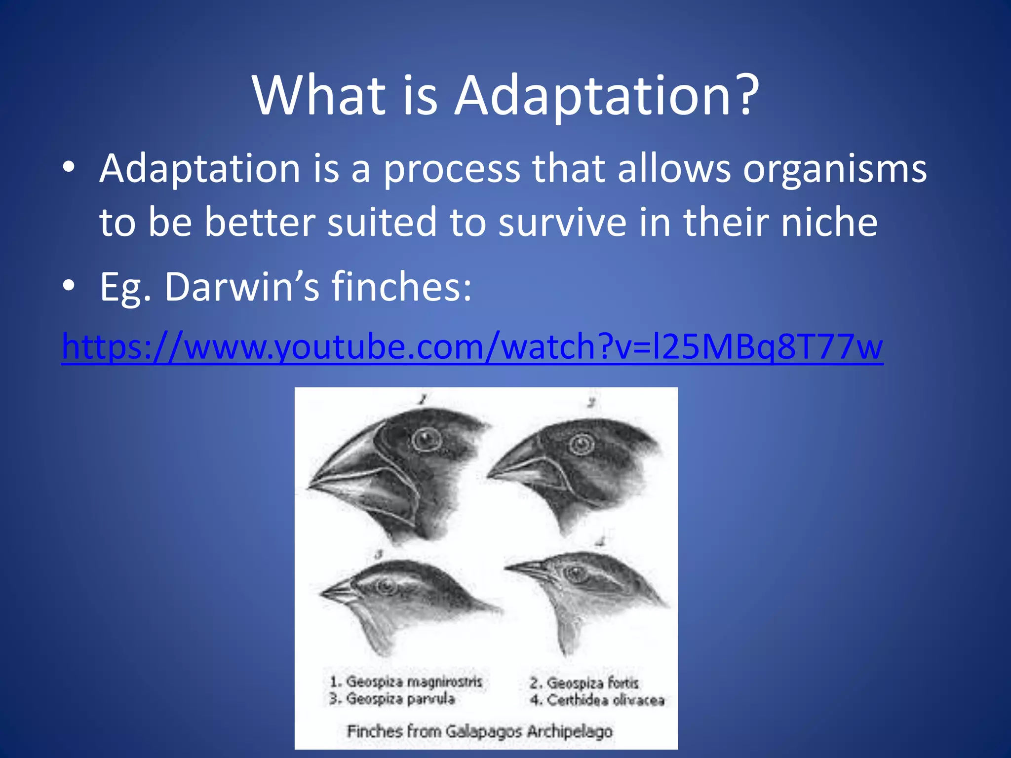 What is Adaptation?
• Adaptation is a process that allows organisms
to be better suited to survive in their niche
• Eg. Darwin’s finches:
https://www.youtube.com/watch?v=l25MBq8T77w
 