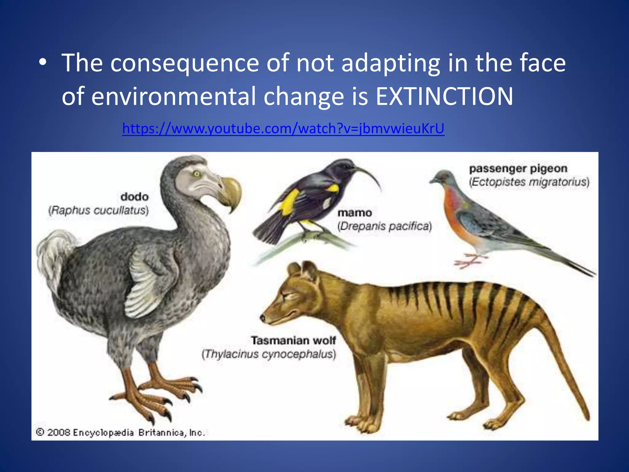 • The consequence of not adapting in the face
of environmental change is EXTINCTION
https://www.youtube.com/watch?v=jbmvwieuKrU
 