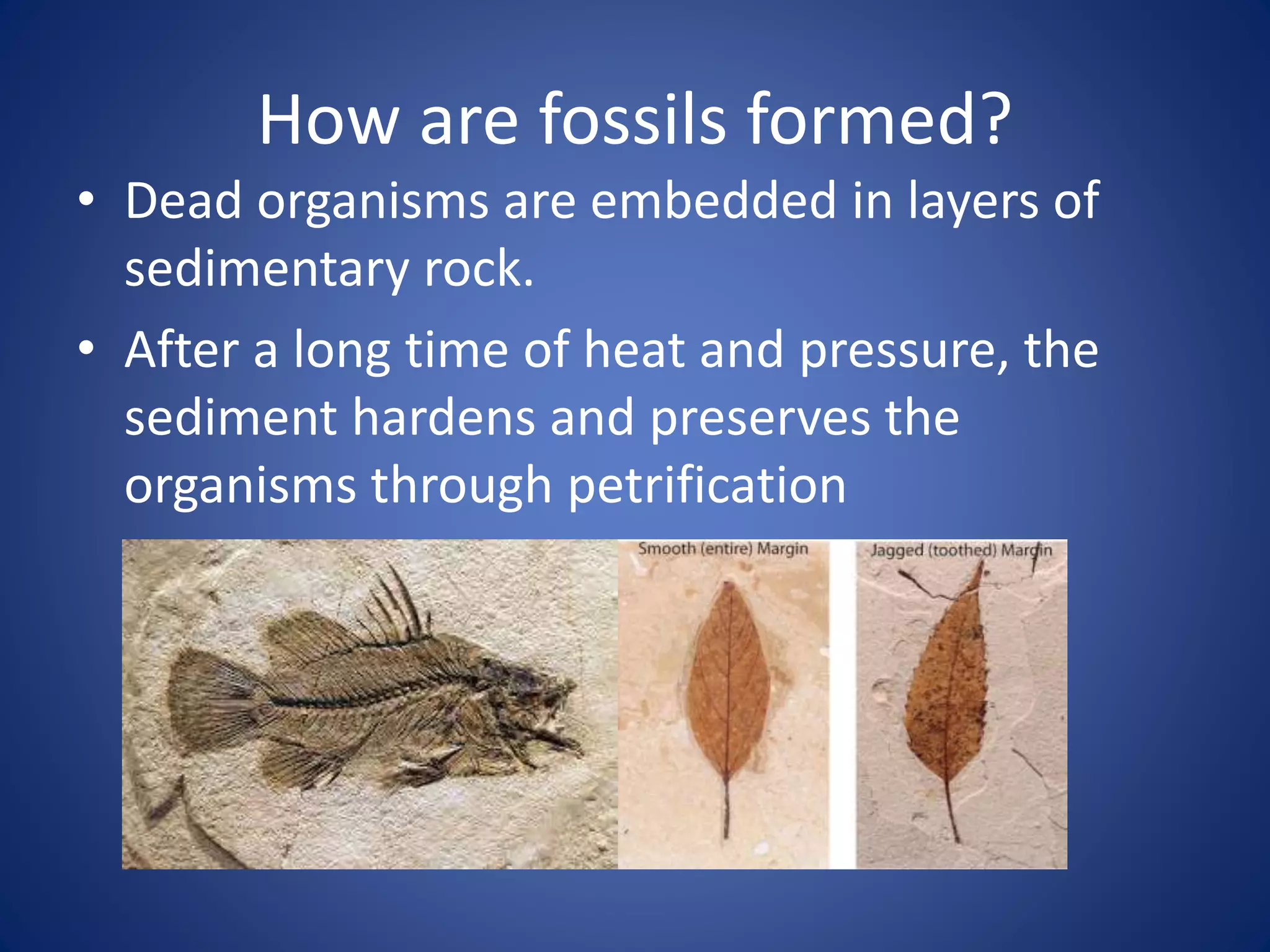 How are fossils formed?
• Dead organisms are embedded in layers of
sedimentary rock.
• After a long time of heat and pressure, the
sediment hardens and preserves the
organisms through petrification
 