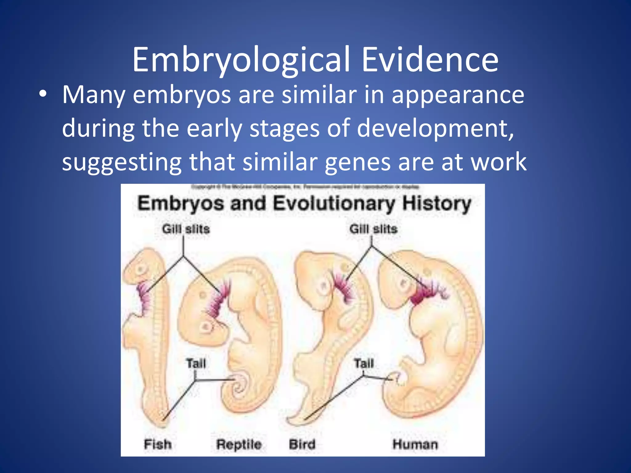 Embryological Evidence
• Many embryos are similar in appearance
during the early stages of development,
suggesting that similar genes are at work
 
