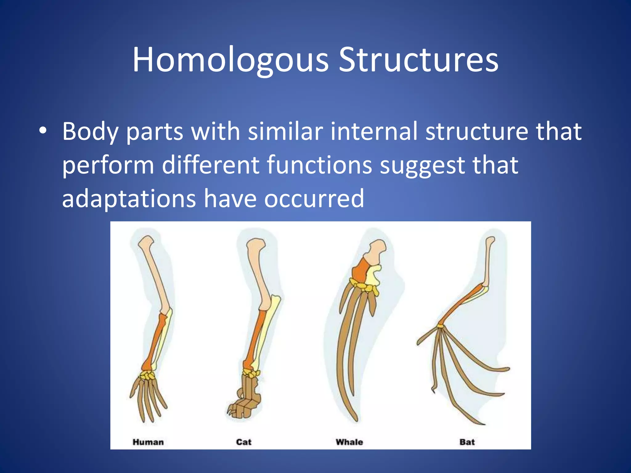 Homologous Structures
• Body parts with similar internal structure that
perform different functions suggest that
adaptations have occurred
 