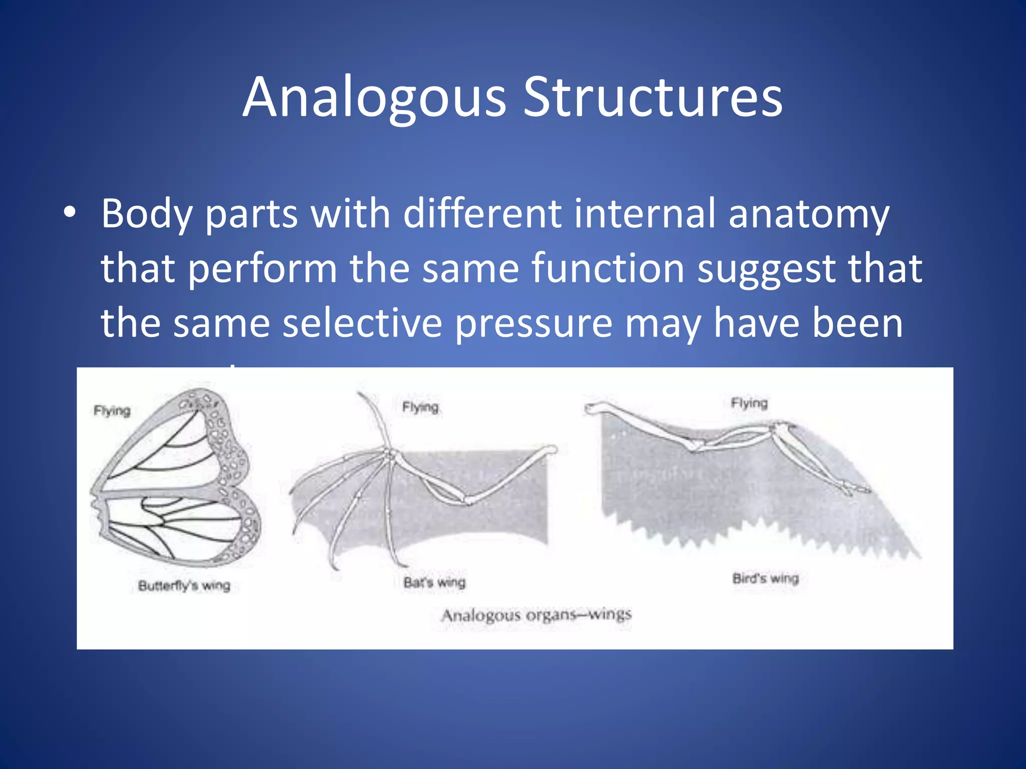 Analogous Structures
• Body parts with different internal anatomy
that perform the same function suggest that
the same selective pressure may have been
present
 