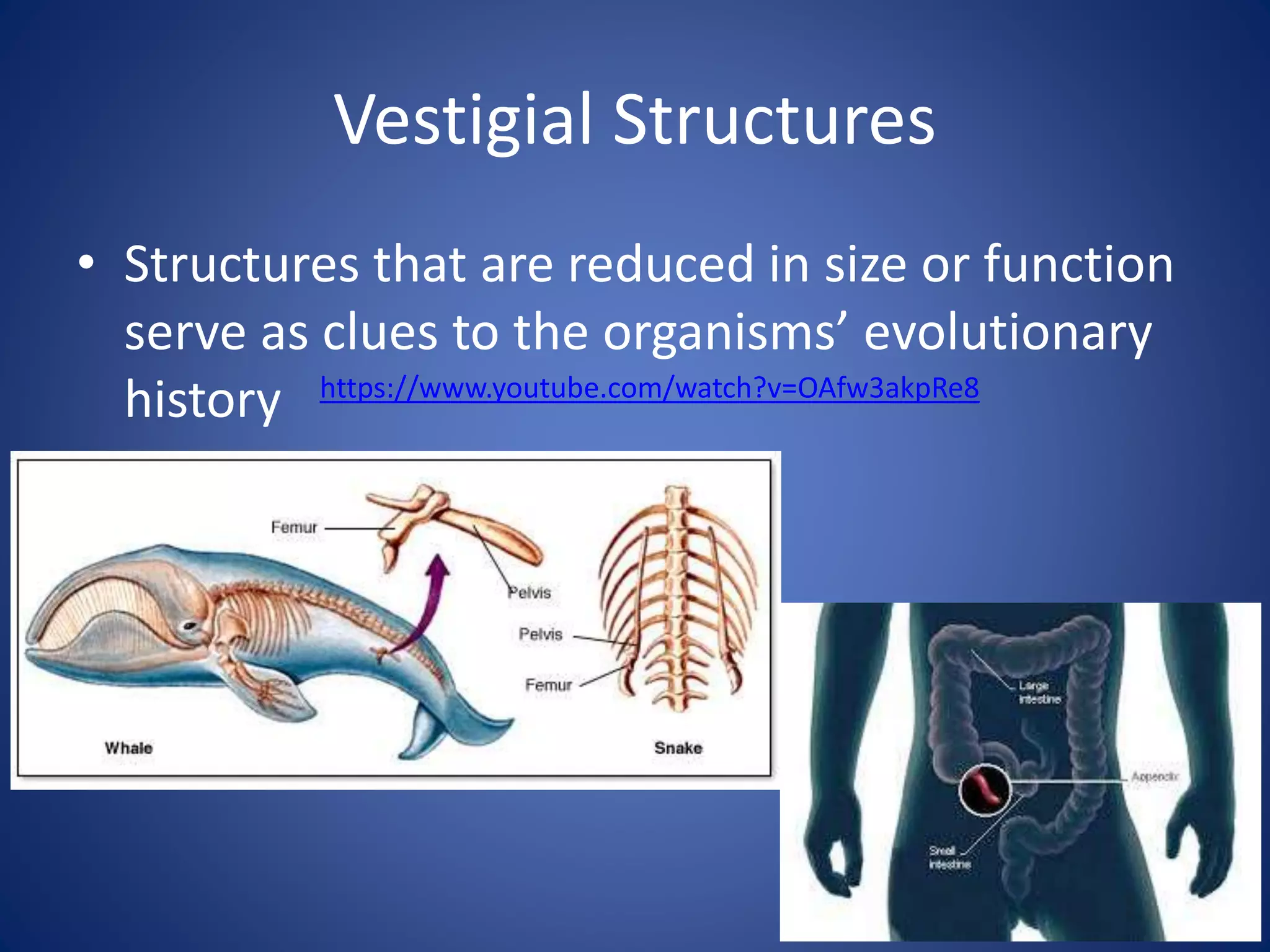 Vestigial Structures
• Structures that are reduced in size or function
serve as clues to the organisms’ evolutionary
history https://www.youtube.com/watch?v=OAfw3akpRe8
 