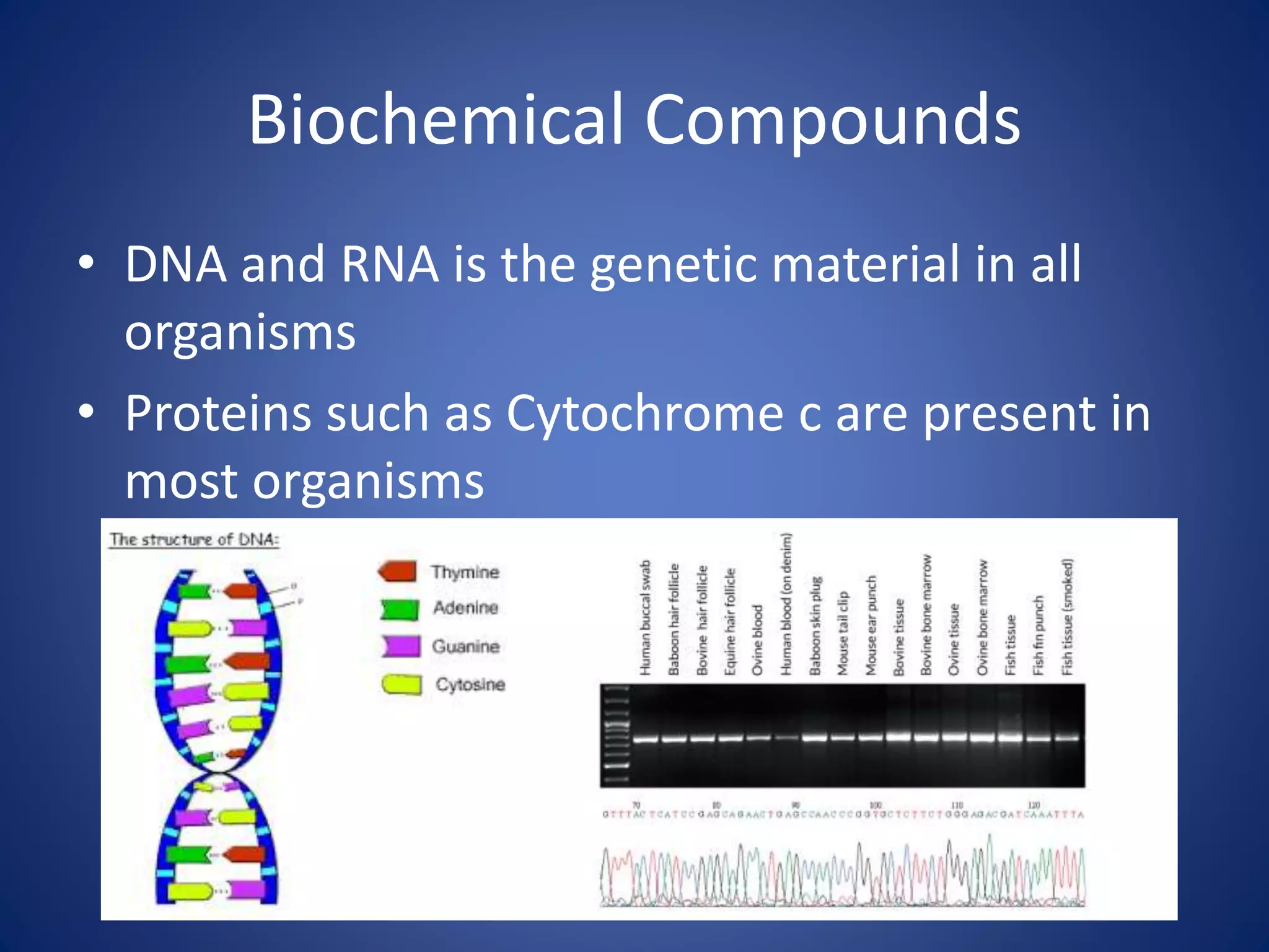 Biochemical Compounds
• DNA and RNA is the genetic material in all
organisms
• Proteins such as Cytochrome c are present in
most organisms
 