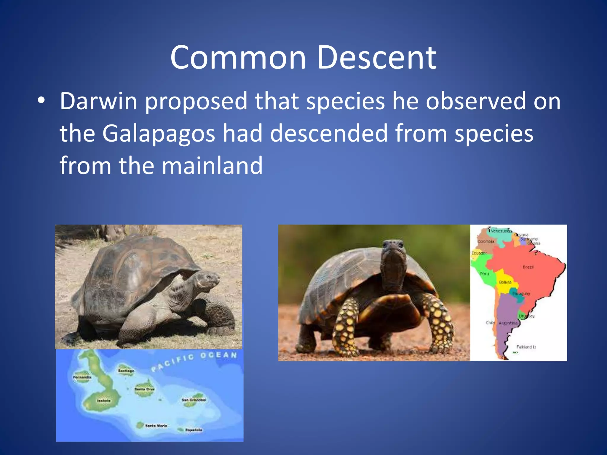 Common Descent
• Darwin proposed that species he observed on
the Galapagos had descended from species
from the mainland
 