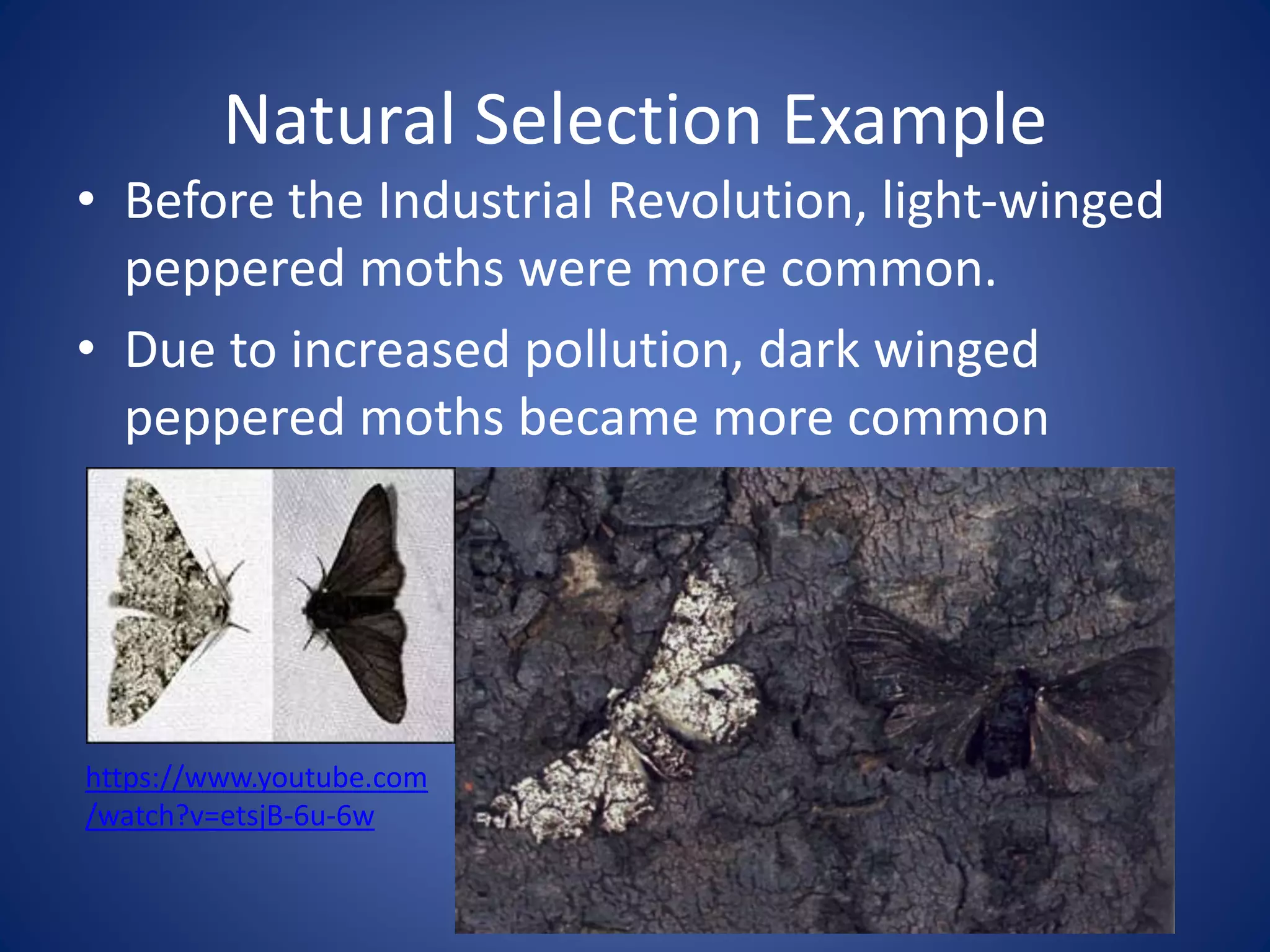 Natural Selection Example
• Before the Industrial Revolution, light-winged
peppered moths were more common.
• Due to increased pollution, dark winged
peppered moths became more common
https://www.youtube.com
/watch?v=etsjB-6u-6w
 