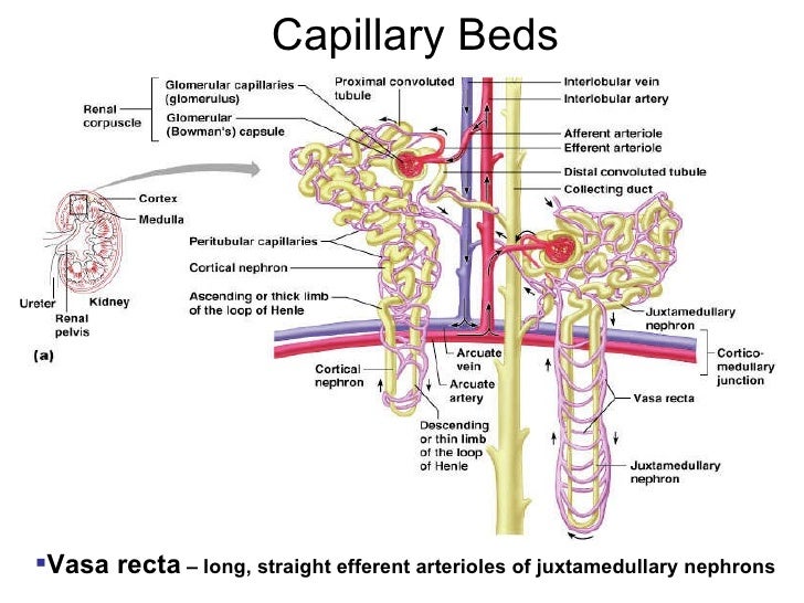 Introduction to excretory system