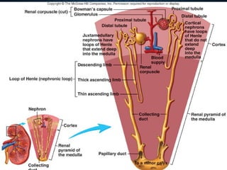 Introductiontoexcretorysystem | PPT