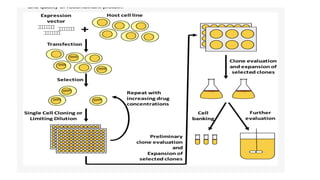 Introduction to fermentation and range of fermentation processes | PDF