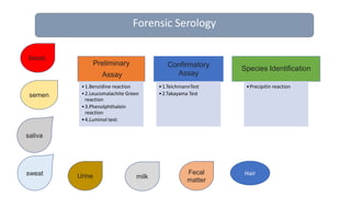 • Preliminary assay
• Confirmatory assay
• Origin of species
• DNA Isolation
• Fingerprinting
Forensic Serology
blood,
semen
saliva
Preliminary
Assay
•1.Benzidine reaction
•2.Leucomalachite Green
reaction
•3.Phenolphthalein
reaction
•4.Luminol test:
Confirmatory
Assay
•1.TeichmannTest
•2.Takayama Test
Species Identification
•Precipitin reaction
sweat Urine milk
Fecal
matter
Hair
 