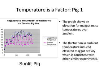 Maggpt Math Graph Introduction to Forensic Science Forensic Entomology.ppt