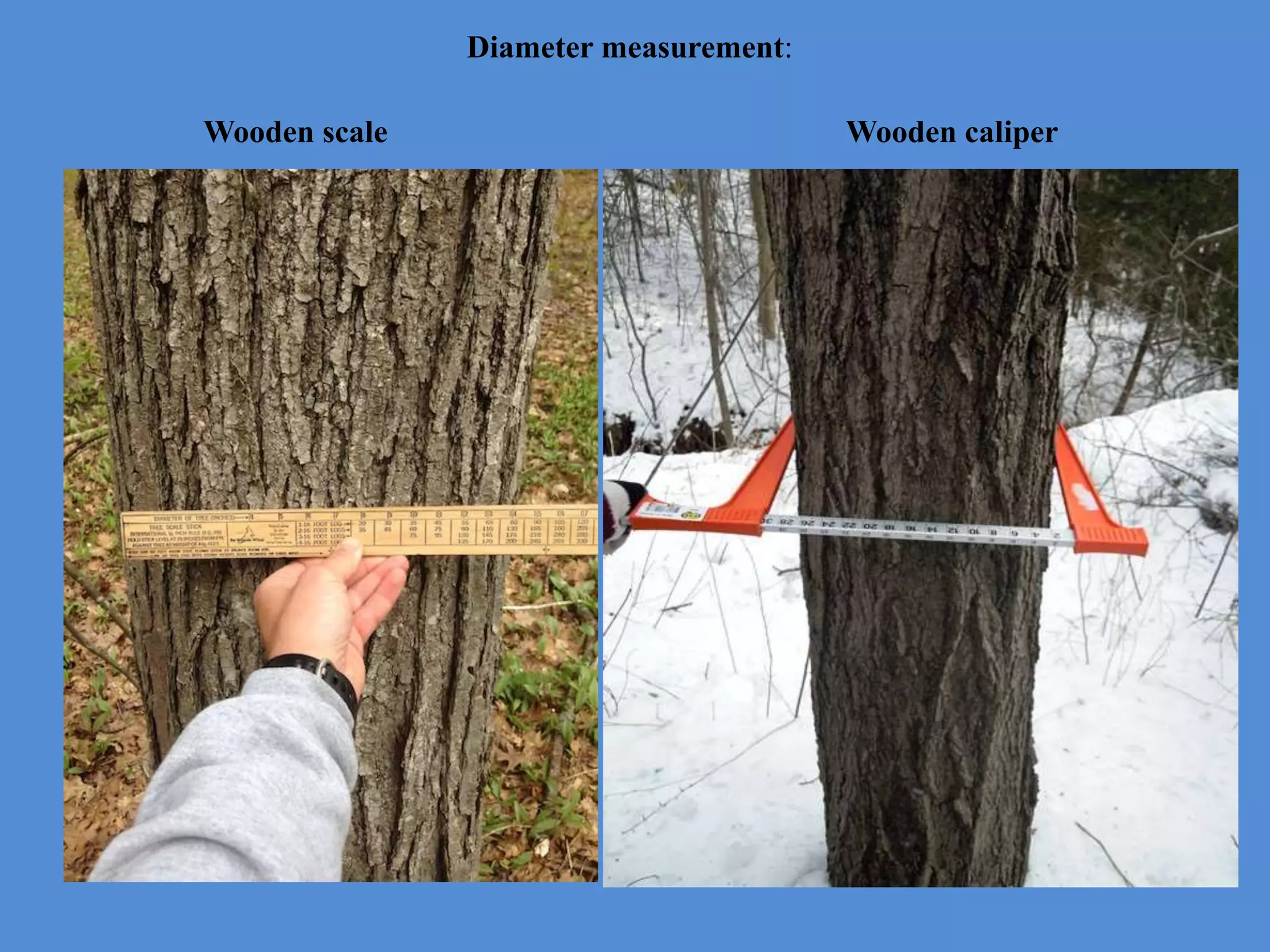 Diameter measurement:
Wooden scale Wooden caliper
 