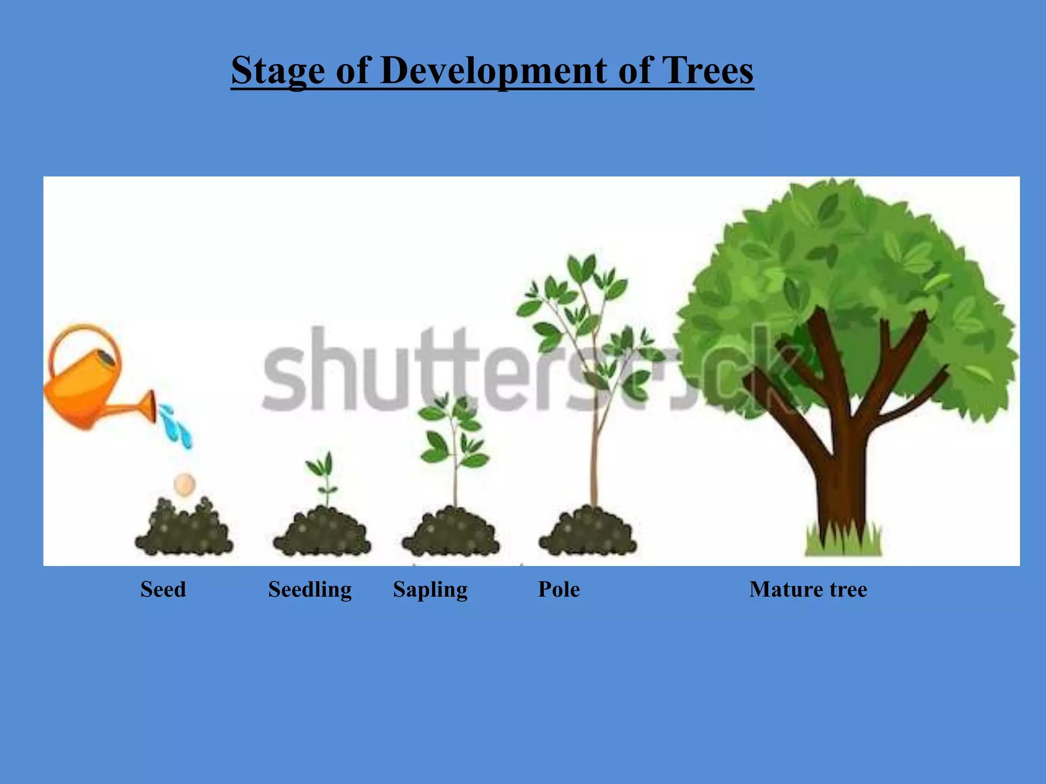 Seed Seedling Sapling Pole Mature tree
Stage of Development of Trees
 