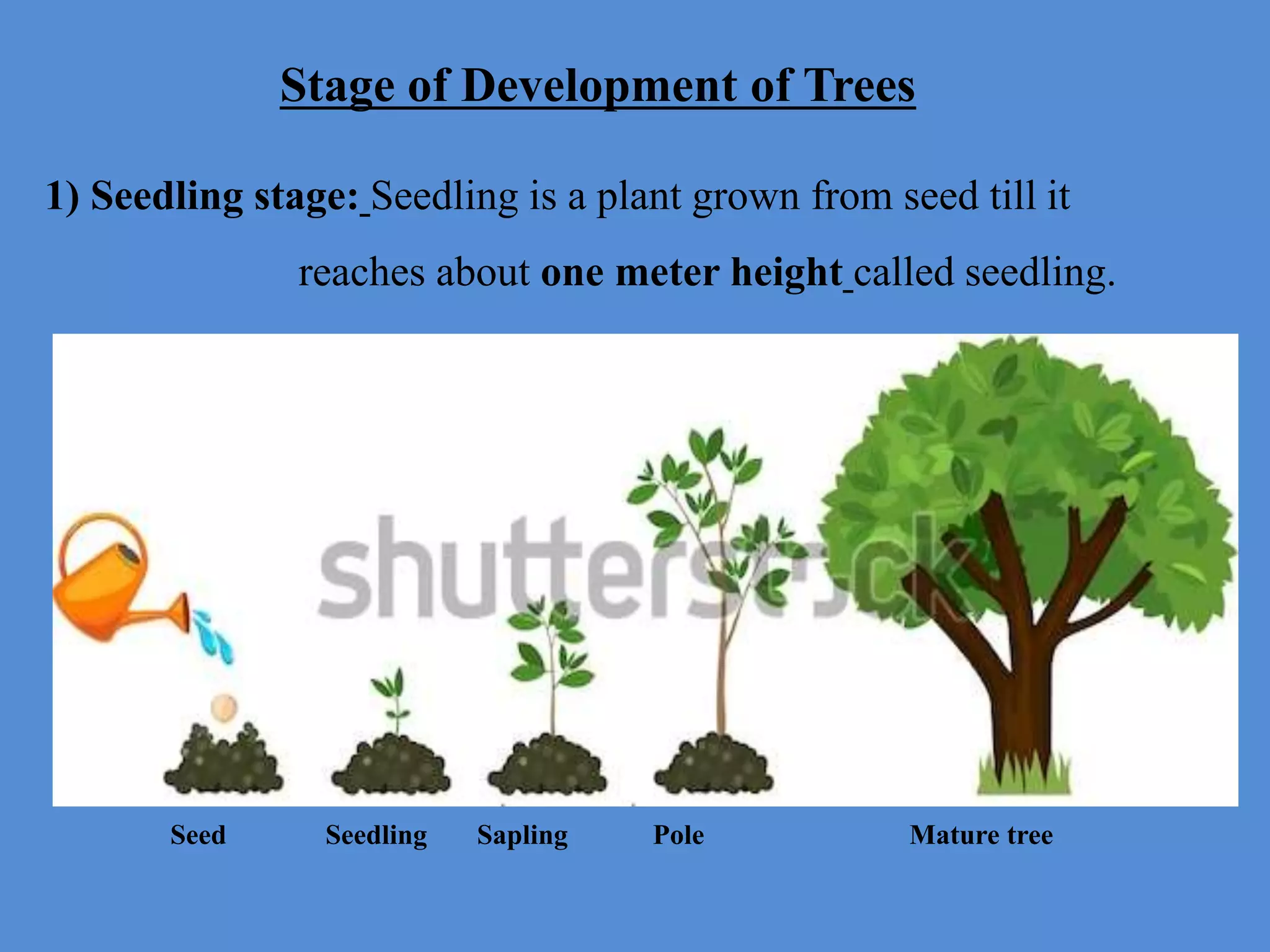 1) Seedling stage: Seedling is a plant grown from seed till it
reaches about one meter height called seedling.
Stage of Development of Trees
Seed Seedling Sapling Pole Mature tree
 