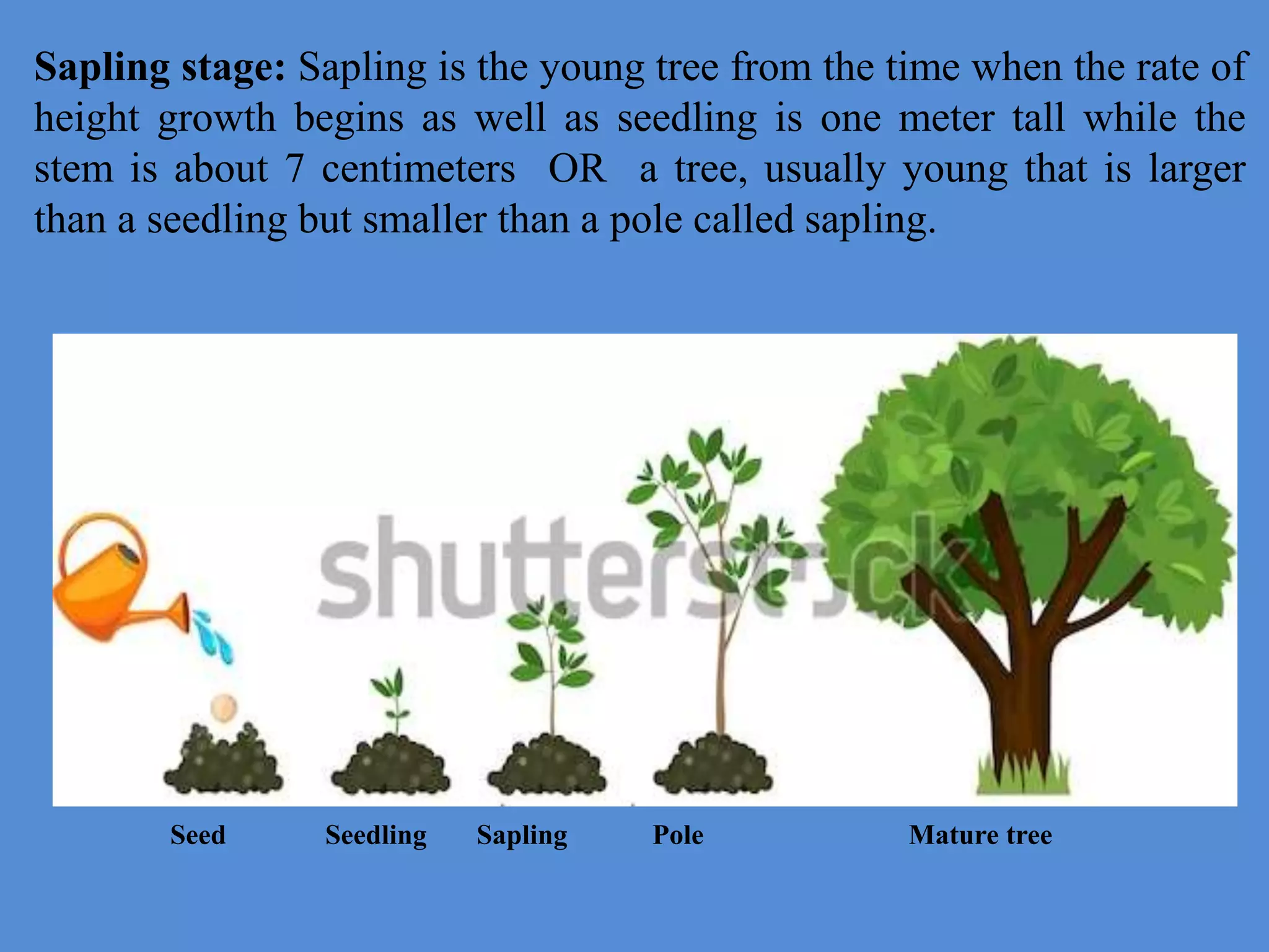Sapling stage: Sapling is the young tree from the time when the rate of
height growth begins as well as seedling is one meter tall while the
stem is about 7 centimeters OR a tree, usually young that is larger
than a seedling but smaller than a pole called sapling.
Seed Seedling Sapling Pole Mature tree
 