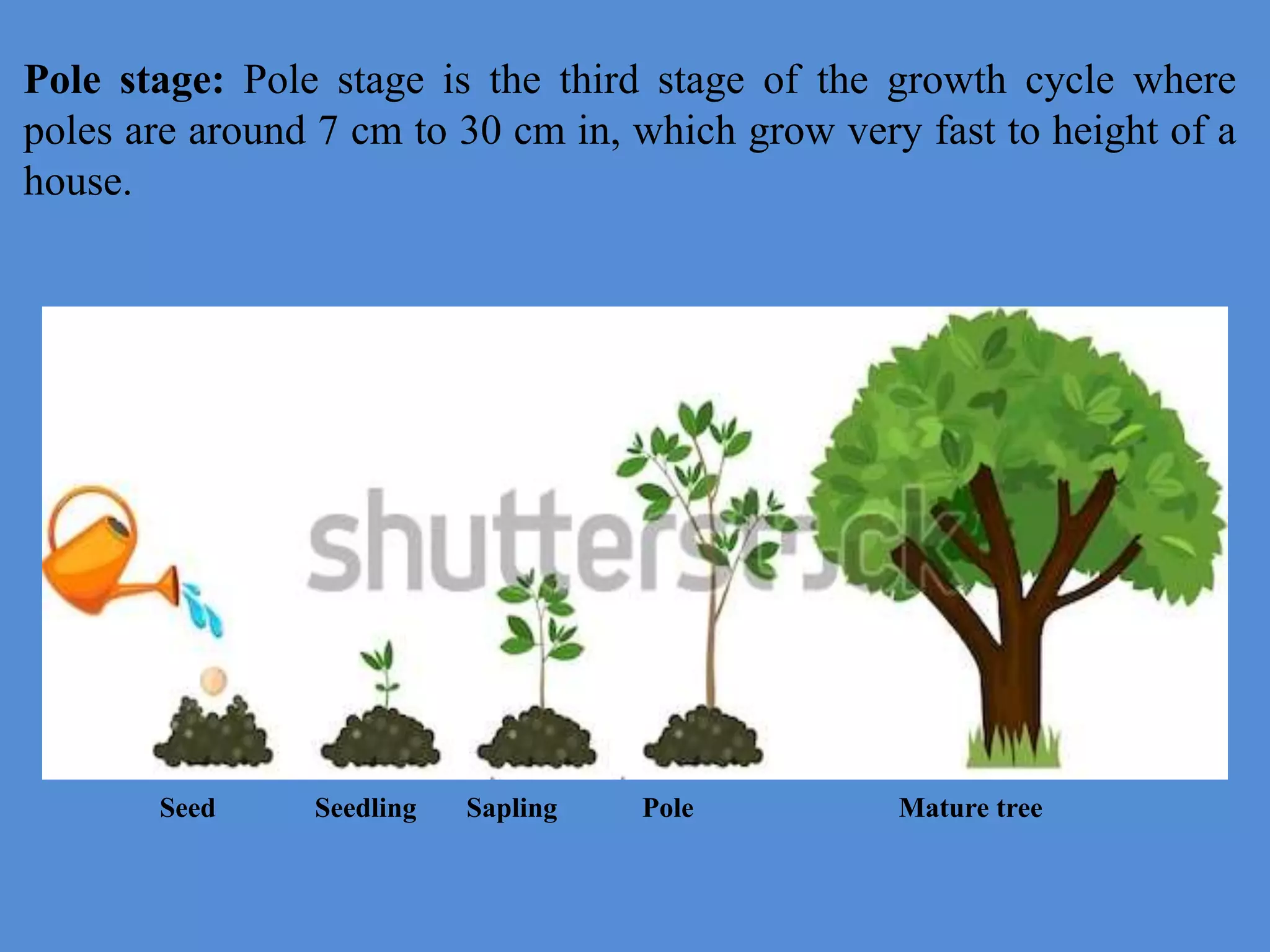 Pole stage: Pole stage is the third stage of the growth cycle where
poles are around 7 cm to 30 cm in, which grow very fast to height of a
house.
Seed Seedling Sapling Pole Mature tree
 