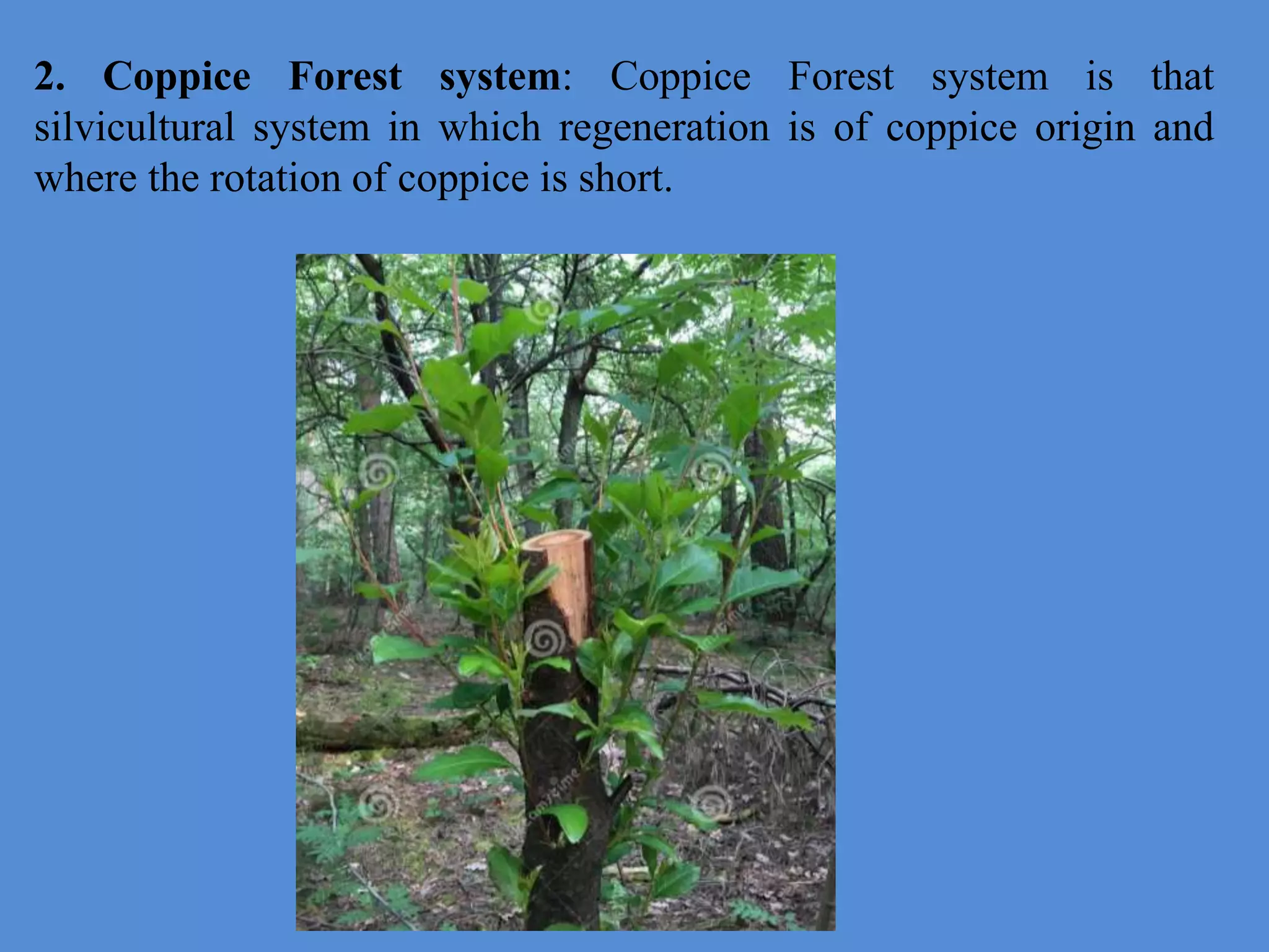 2. Coppice Forest system: Coppice Forest system is that
silvicultural system in which regeneration is of coppice origin and
where the rotation of coppice is short.
 