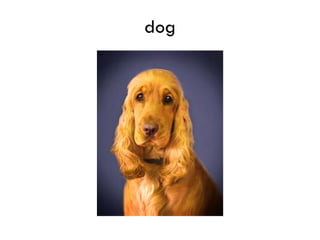 dog
 