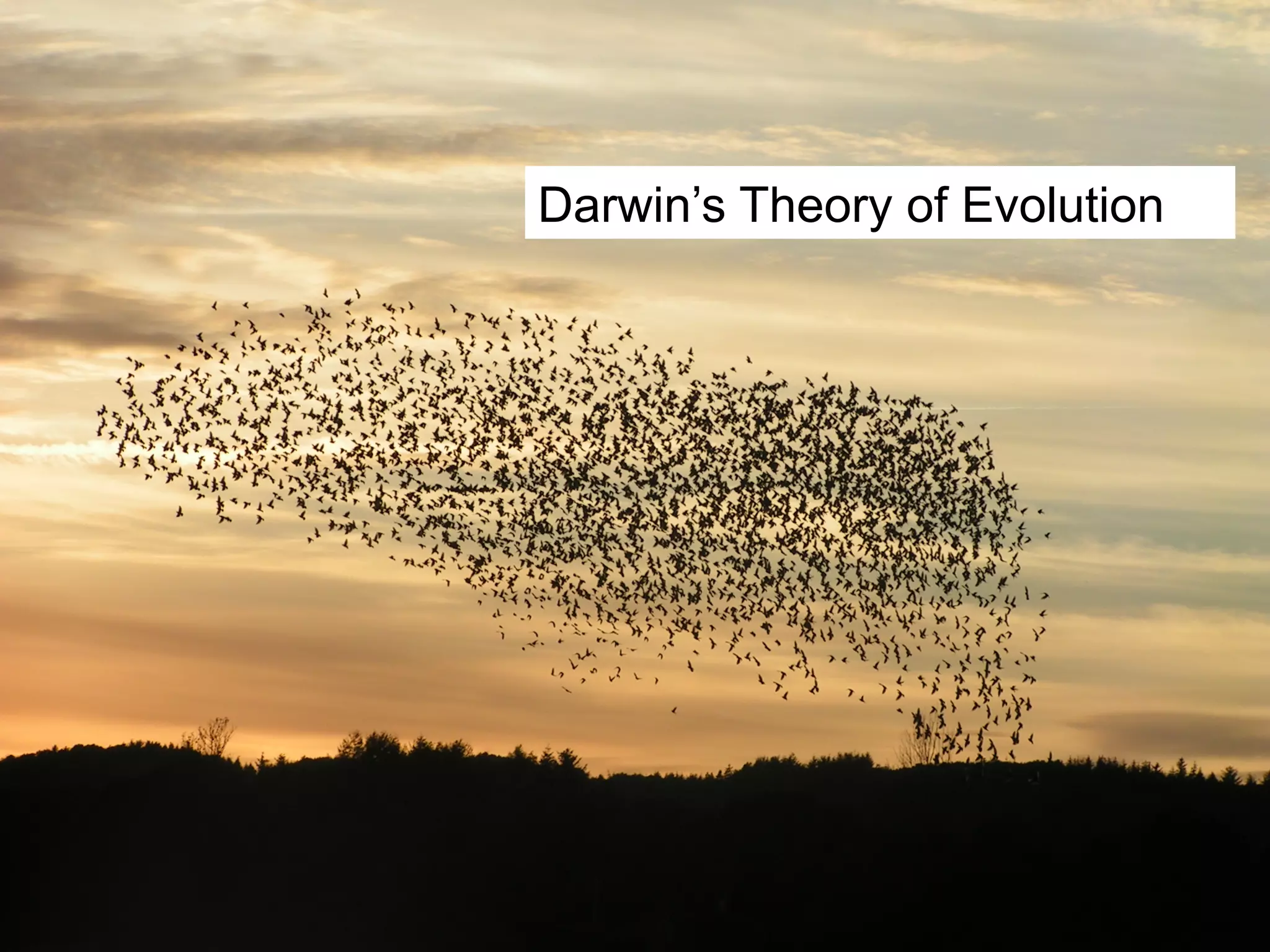 Darwin’s Theory of Evolution 