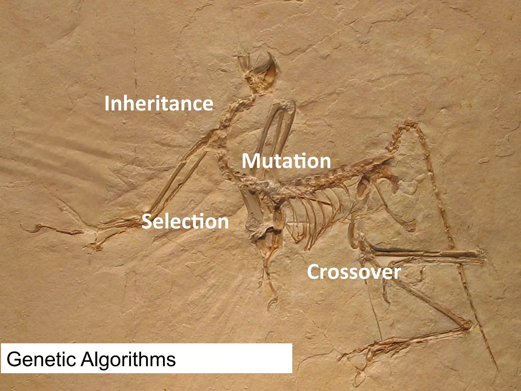 Inheritance Muta=on Selec=on Crossover Genetic Algorithms 