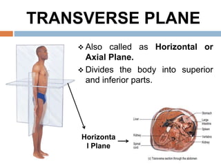 Introduction to General Anatomy I | PPTX