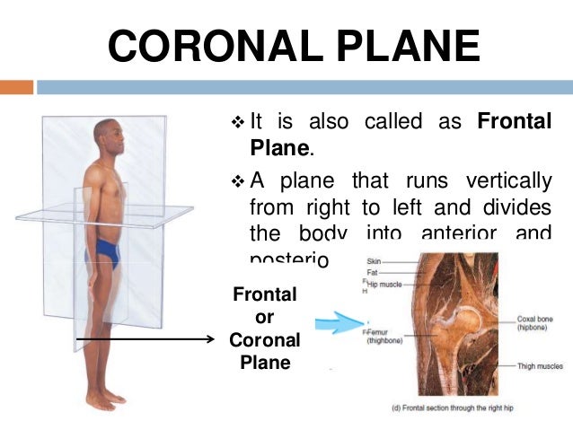 introduction to general anatomy i